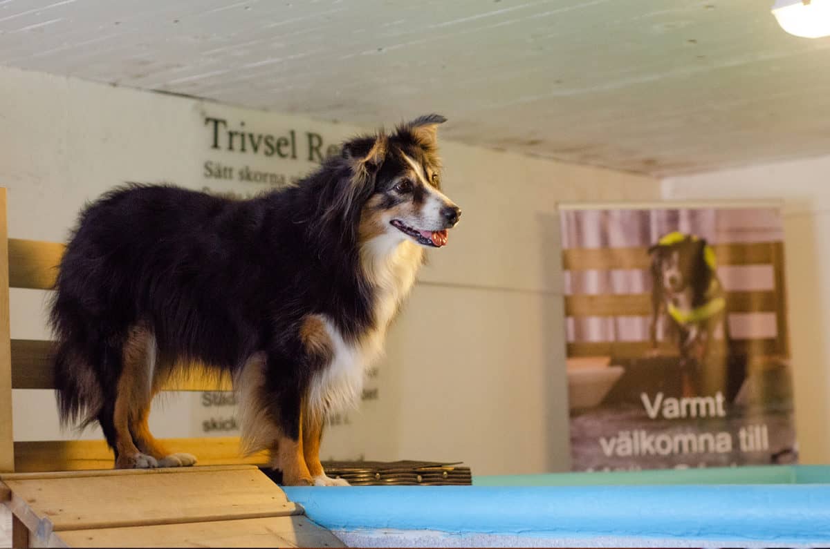hundsim